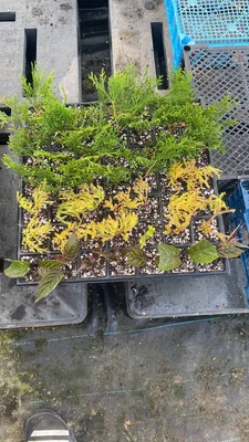 Эксперимент в нарушение всех сроков.