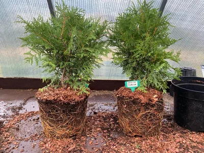 Глобоза с7.5, пересадка из с3 ~9 июля.