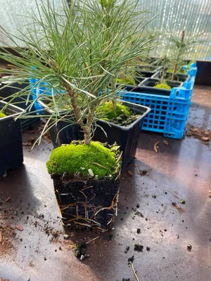 Кедр сибирский, посадка из окс конец апреля 2024