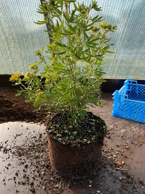 #дневник_роста