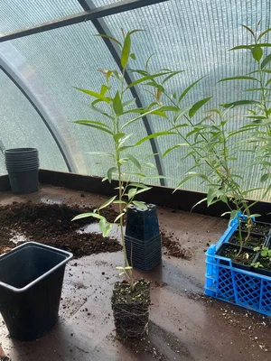 #дневник_роста