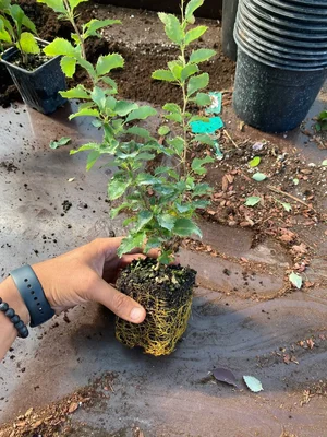 #дневник_роста