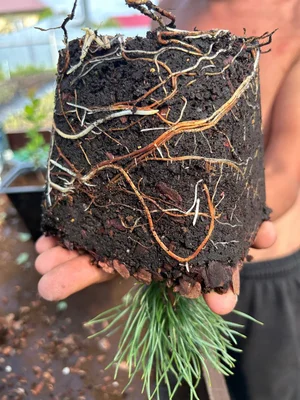 #субстраты Пумилио (15.07.2024 мультиплата 64 -> с2): агроперлит vs кора лиственницы