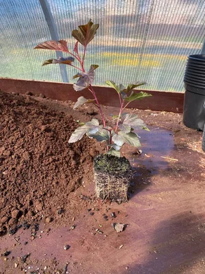 #дневник_роста