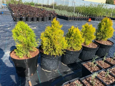 Наглядно о том, почему Голду нужно сажать на солнце