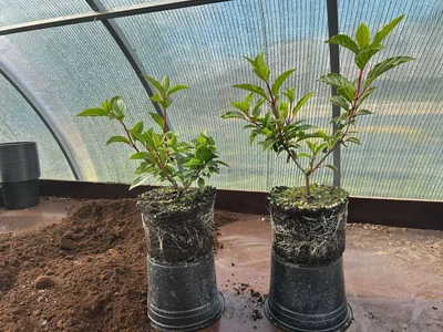 #дневник_роста