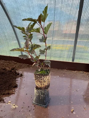 #дневник_роста