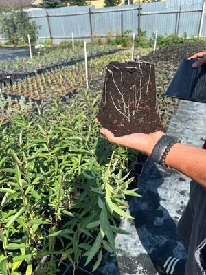 #субстраты торф vs торф/кора лиственницы 3:1