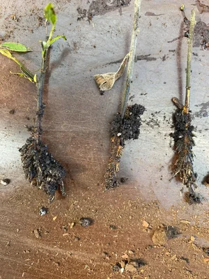 Прошел ровно месяц эксперимента по черенкованию с девизом "Вне всякой логики".