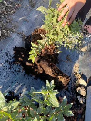 Забыли горшки 3л со спиреей иволистной, прикопанные в сумках.