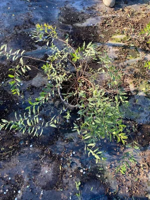 Еще одна ошибка - недооценивать скорость роста и светолюбивость растений.