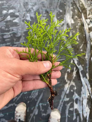 45 дней осеннего черенкования.