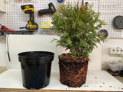 Globosa из той же партии, без акваринов, в pot-in-pot, но уже в конце октября.