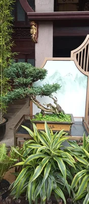 Еще бонсаев в ленту.