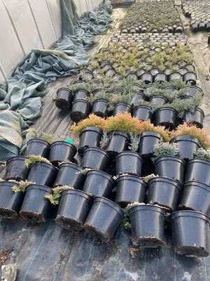 Спать пора, уснул бычок…