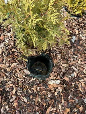 Отчет по колхозному pot-in-pot по весне.