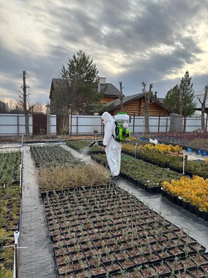 Решили все-таки бензиновым обрабатывать.