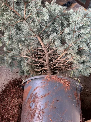 Решили провести ТО для своей домашней новогодней Елки.