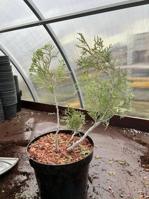 #Лепрозорий