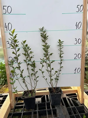 Самым жестким испытанием этого года оказалась переборка кизильника.