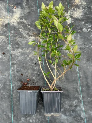 Вот этот товарищ слева будет таким как справа через год и 4 стрижки.