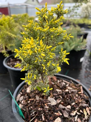 Голдкон, голдшатц и голдкиссен.