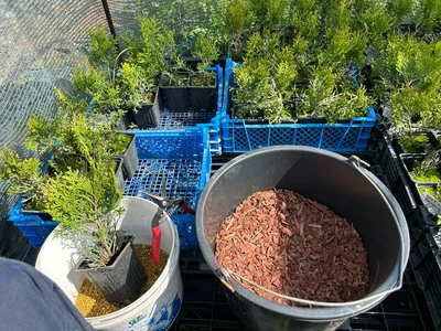 Прополка, кормежка, стрижка, сортировка, мульча… небыстро :)