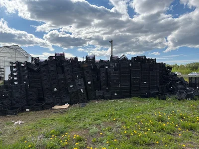Сегодня были в технопарке Тюлячи: однолетники, многолетники, импорт.