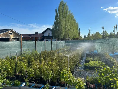 Будем бороться с чужими сорняками превентивно - 80-ая теневка клипсами на шарнирную сетку.