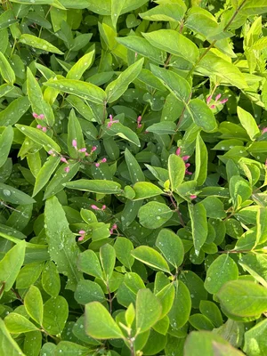 Сезон цветения медоносов объявляю открытым!