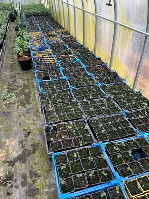 2 недели в теплице для кизильника окс дали выпад в 8% (6 ящиков из 72).