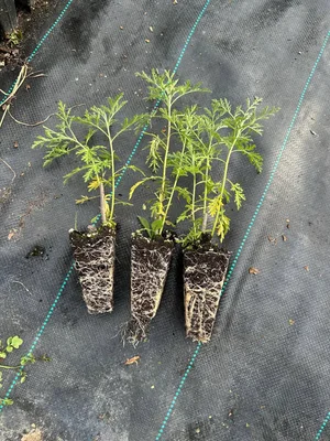 А вот это уже можно считать результатом.