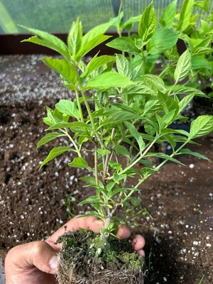 #дневник_роста гортензия Lime Light