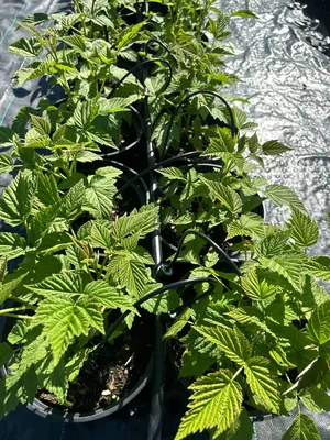 Когда скучно - добавляется новый тип полива :)