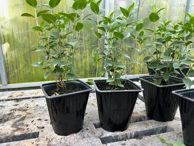 #дневник_роста Гортензия «Самарская Лидия».