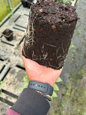 И раз уж речь зашла за гортензии - можете эти фоточки клиентам показывать, которые спрашивают почему Лидия (первые 2 фото) дороже Polar Bear (последние 2 фото).