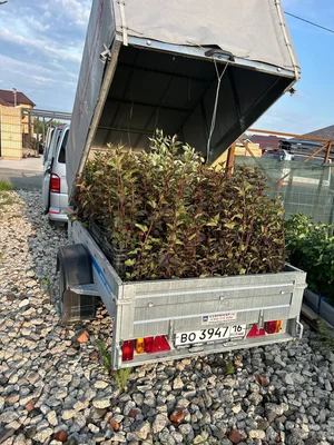 Готовность номер один