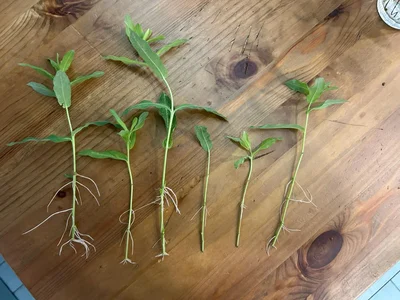 02.06.2025 обрезал Хакуро Нишики.