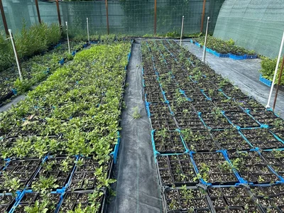 Это - залет.