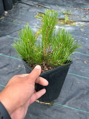 Готовы к отгрузке с2.