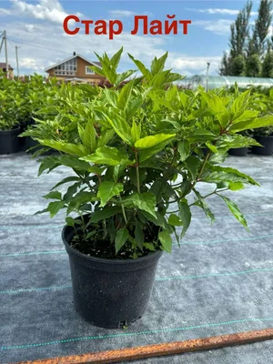 Готовы к отгрузке в С5 метельчатые Старлайт и Лаймлайт.