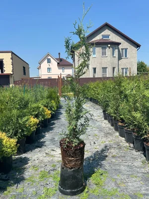 #дневник_роста Брабант, перевалка с2->с7.5 конец мая и 2025