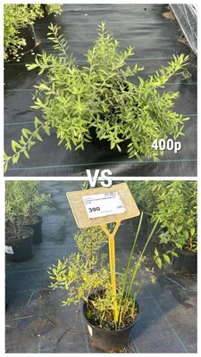 Будем цены поднимать.