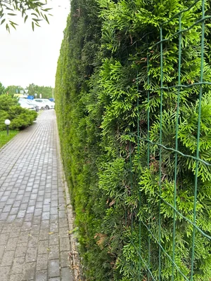 #насмотренность