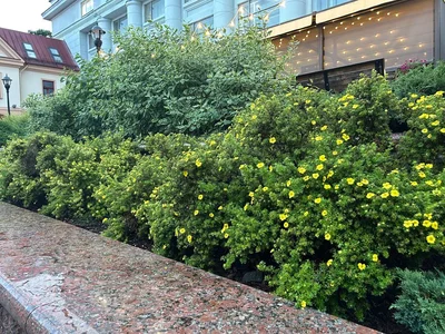 #насмотренность