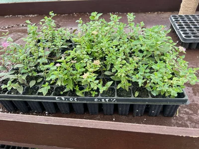 Жара зеленому черенкованию не особо помеха.