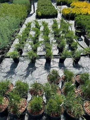 Давно ничего не писал - особо ничего не происходит.