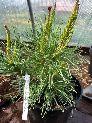 На второй заход пошла 🌲