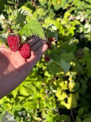 Если помните, то больше года назад мы взяли P9 малины из микроклональной лаборатории.