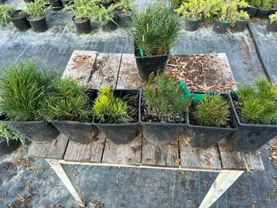 Расщепление Мугусов